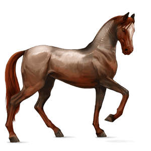 jezdecký kůň holštýnský kůň Černý hnědák