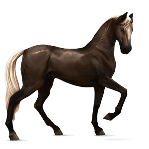 jezdecký kůň německý jezdecký pony hnědý bělouš