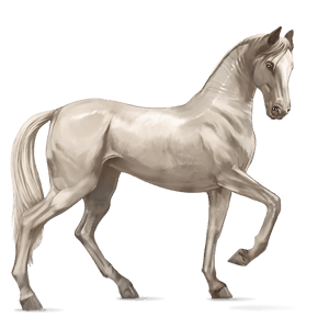 jezdecký kůň achaltekinský kůň tmavý hnědák