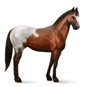 jezdecký kůň american paint horse hnědák overo