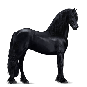 jezdecký kůň misaki Černý hnědák