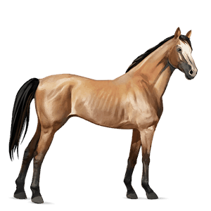 jezdecký kůň německý jezdecký pony ryzák