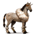 jezdecký kůň marwari ryzák