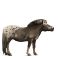 jezdecký kůň mustang světlý ryzák