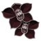 Černá orchidej