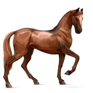 jezdecký kůň hannoverský kůň ryzák