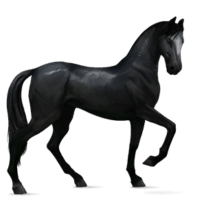 jezdecký kůň arabský plnokrevník Černý hnědák