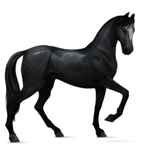 tažný kůň percheron bělouš