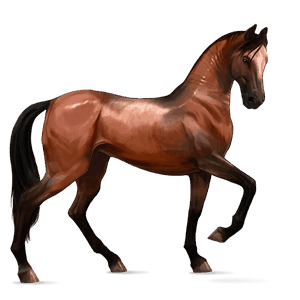 jezdecký kůň mangalarga marchador hnědák