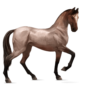 jezdecký kůň achaltekinský kůň hnědý bělouš