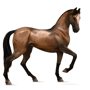 jezdecký kůň andaluský kůň cremello