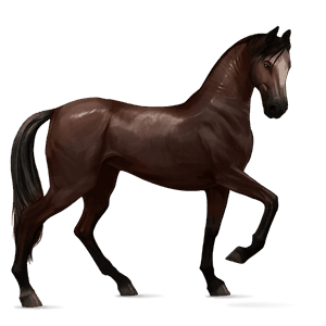 jezdecký kůň tennesseeský mimochodník Černý hnědák