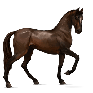 jezdecký kůň american paint horse Černý hnědák tobiano