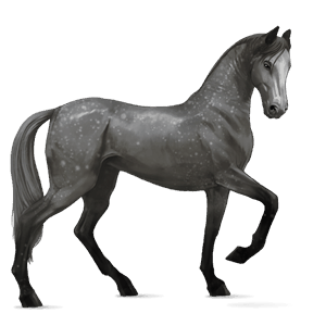 jezdecký kůň anglický plnokrevník cremello