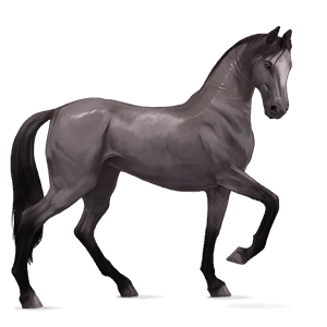 jezdecký kůň anglický plnokrevník tmavý hnědák
