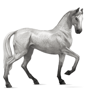 jezdecký kůň německý jezdecký pony Černý hnědák