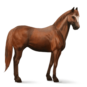 jezdecký kůň francouzský klusák hnědák