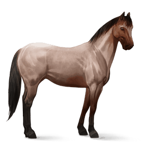 jezdecký kůň american paint horse Černý hnědák tobiano