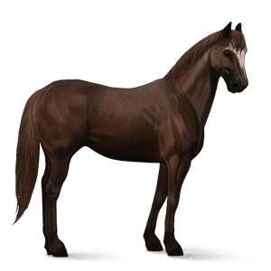 jezdecký kůň american paint horse hnědák tobiano