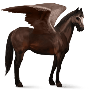 jezdecký pegas argentinský kreolský kůň Černý hnědák