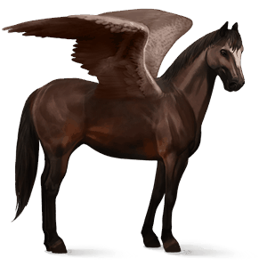 jezdecký pegas american paint horse tmavý hnědák tobiano