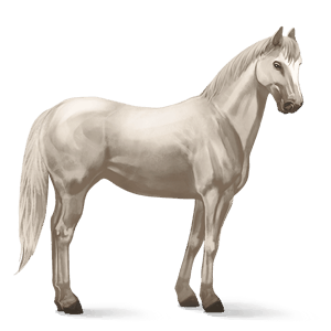 jezdecký kůň arabský plnokrevník světlý ryzák