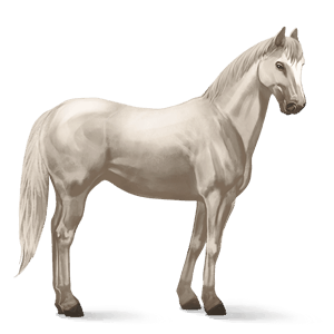 jezdecký kůň american paint horse vraník tobiano