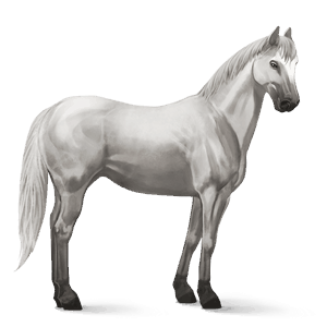 jezdecký kůň islandský kůň ryzák