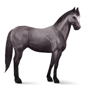 jezdecký kůň hannoverský kůň hnědý bělouš
