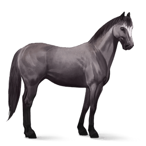 jezdecký kůň american paint horse tmavý hnědák tobiano