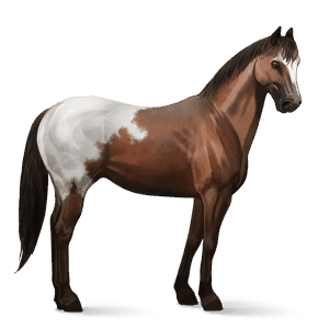 jezdecký kůň american paint horse Černý hnědák tobiano
