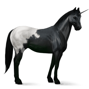 jezdecký jednorožec appaloosa black blanket