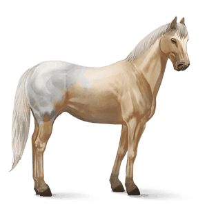 jezdecký kůň appaloosa palomino blanket