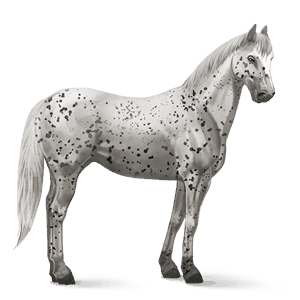 jezdecký kůň andaluský kůň vraník