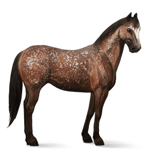 jezdecký kůň appaloosa black snowflake
