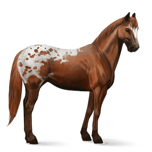 jezdecký kůň shagya – arab hnědák