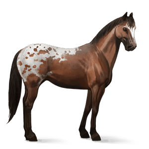 jezdecký kůň shagya – arab bělouš