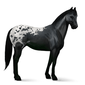 jezdecký kůň american paint horse ryzák overo