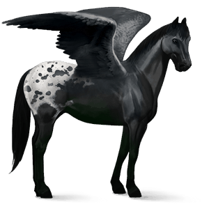 jezdecký pegas appaloosa black spotted blanket