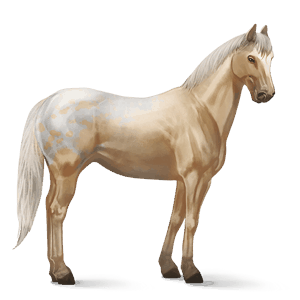 jezdecký kůň arabský plnokrevník ryzák