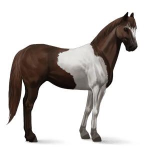 jezdecký kůň mustang Černý ryzák