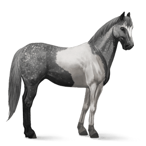 jezdecký kůň american paint horse smíšený bělouš tobiano