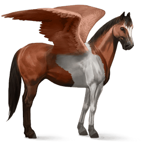 jezdecký pegas american paint horse tmavý hnědák tobiano