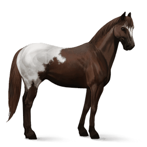 poník highland pony ryzák
