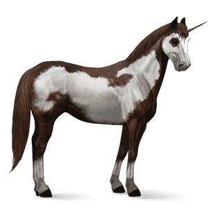 jezdecký jednorožec american paint horse Černý hnědák overo