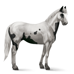 jezdecký kůň american paint horse vraník tovero