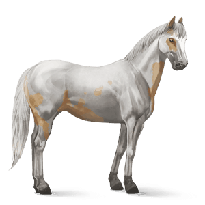 jezdecký kůň palomino tovero