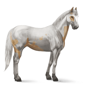 jezdecký kůň hannoverský kůň smíšený bělouš