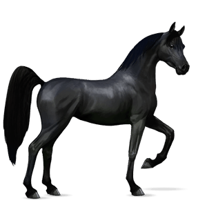 jezdecký kůň arabský plnokrevník pstružák
