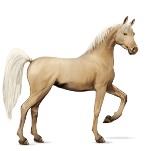 jezdecký kůň Černý ryzák